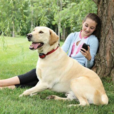 Containment Systems PetSafe  | Stay & Play® Wireless Fence For Stubborn Dogs