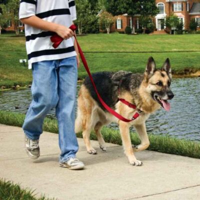 Training Systems PetSafe  | Easy Walk® Harness