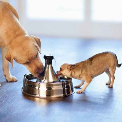 Water Fountains & Feeders PetSafe  | Drinkwell® 360 Stainless Steel Pet Fountain